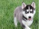 Disponibles &laquo;3 chiots husky sib&eacute;rien