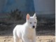 Disponibles &laquo;3 chiots husky sib&eacute;rien