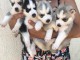 Disponibles &laquo;3 chiots husky sib&eacute;rien