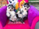 Disponibles &laquo;3 chiots husky sib&eacute;rien