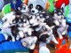 Disponibles &laquo;3 chiots husky sib&eacute;rien