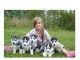 Disponibles &laquo;3 chiots husky sib&eacute;rien