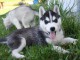 Disponibles &laquo;3 chiots husky sib&eacute;rien