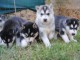 Disponibles &laquo;3 chiots husky sib&eacute;rien