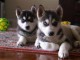 Disponibles &laquo;3 chiots husky sib&eacute;rien