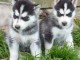 Disponibles &laquo;3 chiots husky sib&eacute;rien