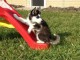 Disponibles &laquo;3 chiots husky sib&eacute;rien
