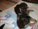 Chiots berger allemand lofs &agrave; r&eacute;serv&eacute;