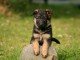 Chiots berger allemand lofs &agrave; r&eacute;serv&eacute;