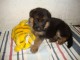 Chiots berger allemand lofs &agrave; r&eacute;serv&eacute;