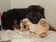 Chiots berger allemand lofs &agrave; r&eacute;serv&eacute;