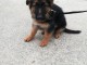 Chiots berger allemand lofs &agrave; r&eacute;serv&eacute;