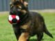 Chiots berger allemand lofs &agrave; r&eacute;serv&eacute;
