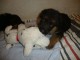 Chiots berger allemand lofs &agrave; r&eacute;serv&eacute;