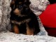 Chiots berger allemand lofs &agrave; r&eacute;serv&eacute;