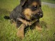 Chiots berger allemand lofs &agrave; r&eacute;serv&eacute;