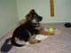 Chiots berger allemand lofs &agrave; r&eacute;serv&eacute;