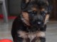Chiots berger allemand lofs &agrave; r&eacute;serv&eacute;
