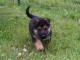 Chiots berger allemand lofs &agrave; r&eacute;serv&eacute;