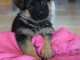 Chiots berger allemand lofs &agrave; r&eacute;serv&eacute;