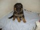 Chiots berger allemand lofs &agrave; r&eacute;serv&eacute;