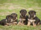 Chiots berger allemand lofs &agrave; r&eacute;serv&eacute;