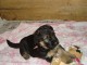 Chiots berger allemand lofs &agrave; r&eacute;serv&eacute;