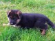 Chiots berger allemand lofs &agrave; r&eacute;serv&eacute;