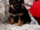 Chiots berger allemand lofs &agrave; r&eacute;serv&eacute;