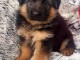 Chiots berger allemand lofs &agrave; r&eacute;serv&eacute;