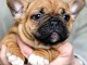 A donner 2 Petite boule bouledogue fran&ccedil;ais femelle et M&acirc;le
