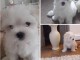 0682129448 Magnifiques chiots Bichon Maltais