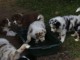 Chiots berger australiens 