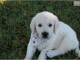 Chiots Golden Retriever