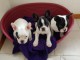 	Chiots type Bouledogue fran&ccedil;ais 