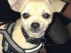 Don de mon chiot Chihuahua femelle avec pedigree