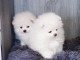 une petite port&eacute;e de 2 chiots spitz nain 
