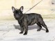 CHIOTS BOULEDOGUE FRAN&Ccedil;AIS A DONNE  / 