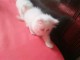 Chatons persan ou exotic shorthair cr&egrave;me et blanc