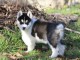 Adorable Chiot Husky Sib&eacute;rien Femelle