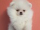 Magnifique Chiots spitz nain