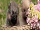Magnifiques Chiots Spitz Nain Pom&eacute;ranien