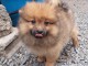 magnifiques chiots spitz nain a donner