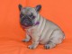 Donne mes chiots Bouledogue Fran&ccedil;ais Poils courts