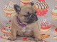 Donne mes chiots Bouledogue Fran&ccedil;ais Poils courts