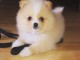 Chiot Spitz Pom&eacute;ranie a donner Gratuitement