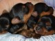 Superbes Chiots Yorkshire Terrier Pure Race