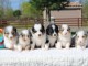 Magnifiques Chiots Berger Australien Pure Race