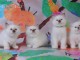 Magnifiques Chatons Sacr&eacute; de Birmanie Pure Race