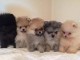Magnifiques Chiots Spitz Nain Pom&eacute;ranien Pure Race